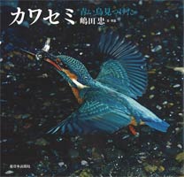 カワセミ