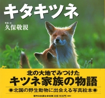 キタキツネ